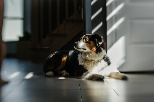 portrait of a black tricolor australian shepperd