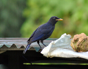 Koyal Perched Chirping Early Morning