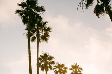 Horizontal photo of palm trees