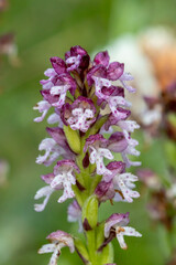 Obraz premium Burnt Orchid (Orchis ustulata) in natural habitat