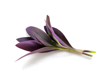 Purple heart or tradescantia pallida plant