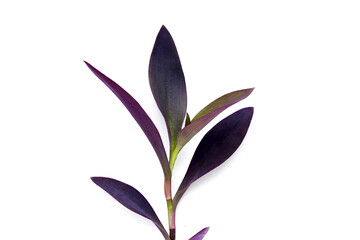Purple heart or tradescantia pallida plant