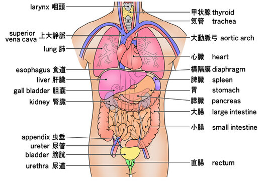 人体の主な内臓の配置がわかるイラスト