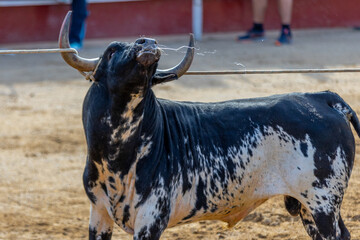 Toro siendo encordado para sacarlo de la plaza de toros tras el encierro