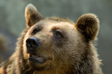 Obraz premium Brown Bear close up portrait in the nature