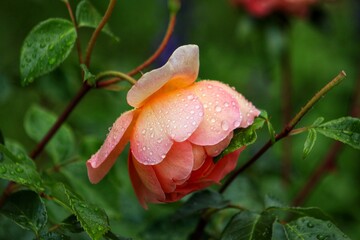 water drops on a rose after rain