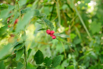 Sauropus androgynus (star gooseberry, Katuk tree with round red fruit.