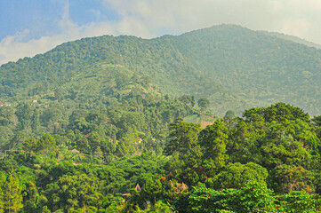 Fototapeta premium forest landscape with clear sky
