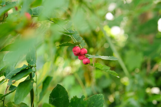Sauropus androgynus (star gooseberry, Katuk tree with round red fruit.