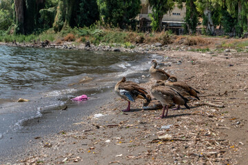 patos a la orilla del mar de galilea