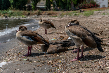 patos a la orilla del mar de galilea