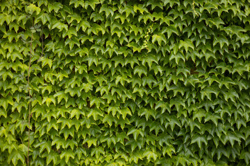 Ivy texture. Ivy hedge background. Ivyberry backdrop. Ivy Green wall. Green leaves background. Myrtle green background