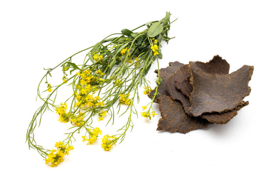 Mustard flower and cake on white background