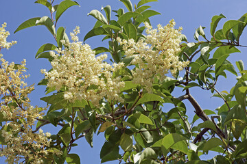 broad leaf privet plant in full bloom
