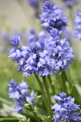 Light Purple Campanula Flower Blooming and Flowering