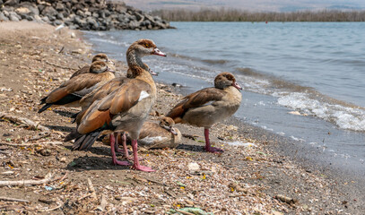 patos a la orilla del mar de galilea