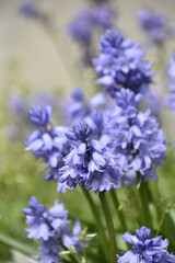 Campanula Flowers in a Garden Blooming and Flowering