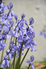 Light Purple Bellflowers Blooming and Flowering in the Spring
