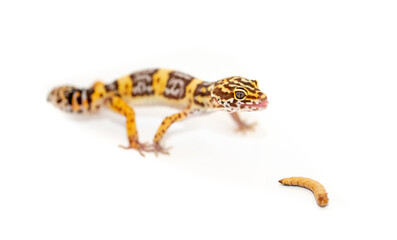 Lizard Eublefar on a white background. Exotic animal as a pet.