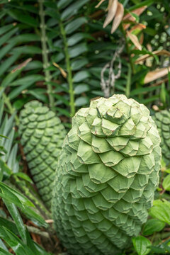 Encephalartos ituriensis (common name Ituri Forest cycad) is a palm-like cycad of the family Zamiaceae. Ho'omaluhia Botanical Garden, Oahu Hawaii