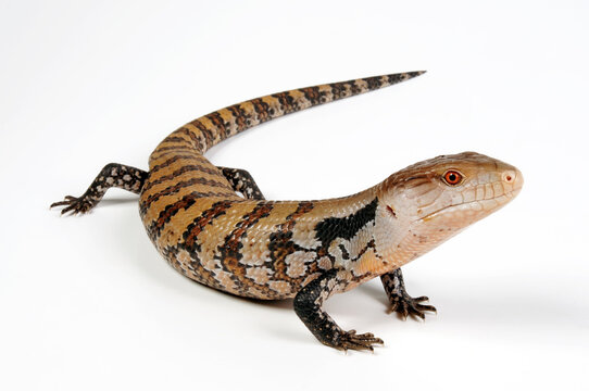 Indonesian blue-tongued skink // Riesenblauzungenskink, S&uuml;dlicher Neuguinea-Blauzungenskink (Tiliqua gigas evanescens)