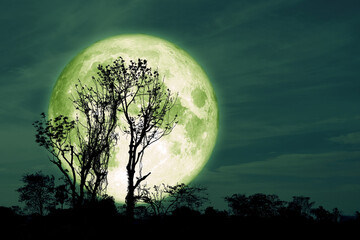 Fototapeta na wymiar Full Crust green Moon and silhouette tree in the field and night sky
