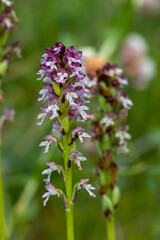 Obraz premium Burnt Orchid (Orchis ustulata) in natural habitat