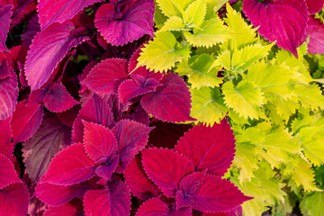 Full frame abstract texture background of bright red and yellow coleus plants in a sunny garden