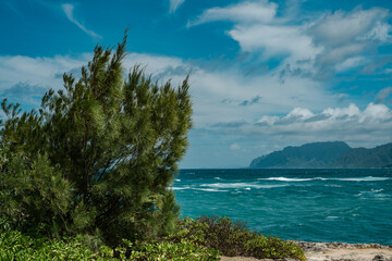 Fototapeta na wymiar Lāʻie Point State Wayside, Oahu, Hawaii. Casuarina equisetifolia, coastal she-oak, horsetail she-oak, beach sheoak, beach casuarina or whistling tree