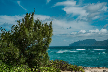 Lāʻie Point State Wayside, Oahu, Hawaii. Casuarina equisetifolia, coastal she-oak, horsetail...