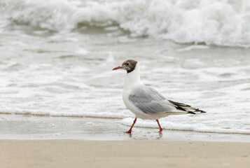 Black-headed Gull (Chroicocephalus ridibundus)