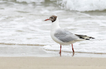 Black-headed Gull (Chroicocephalus ridibundus)