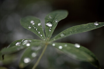 water drops on a green leaf, jämtland,sweden,sverige,norrland,Mats