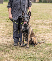 Beautiful german shepherd dog, smart and easy to train during training