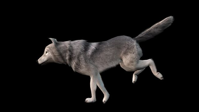 A grey wolf running loop on black background with alpha channel included at the end of the video, 3D animation, animated animals, seamless loop animation