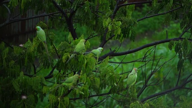 so many parrots seatting on tree inv rain