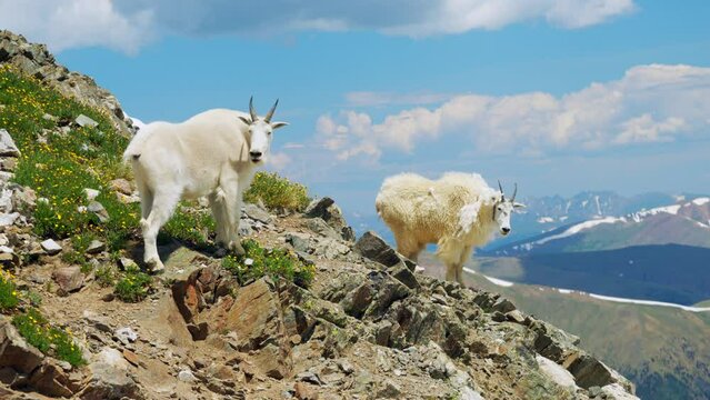 Mountain goats side of snowy Grays and Torreys 14er Rocky Mountains peaks Colorado Breckenridge landscape sunny summer peaceful blue sky clouds rolling stunning beautiful morning slow motion