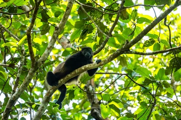 Gardinen Affe Mantled howler monkey in the tree  © Markthedutchman