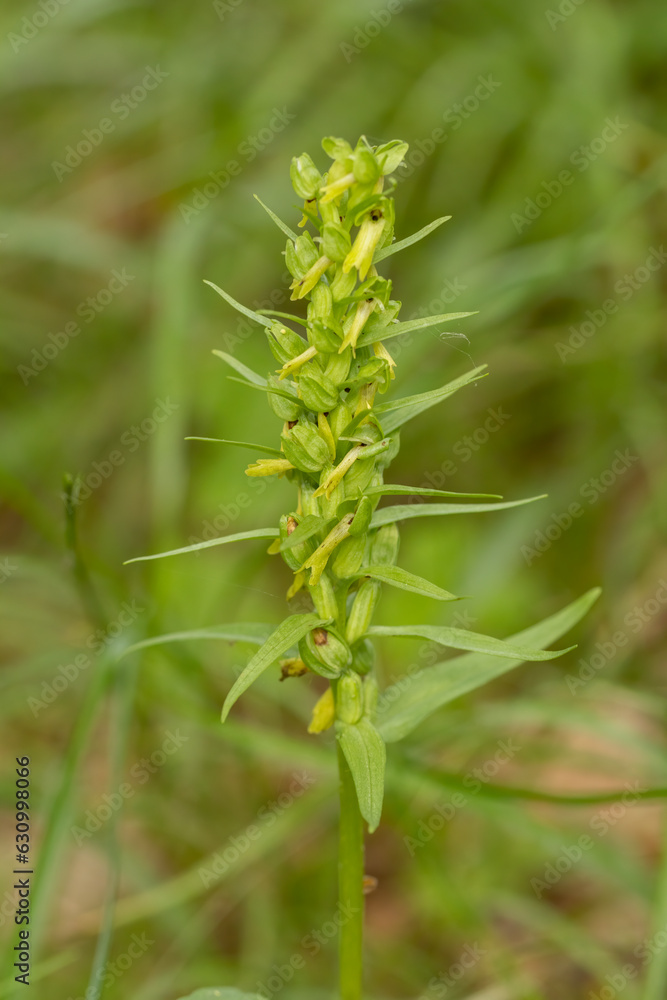 Wall mural Frog Orchid (Coeloglossum viride) macro photography