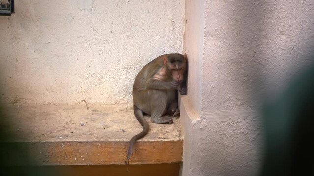 monkey seating alone billding wall