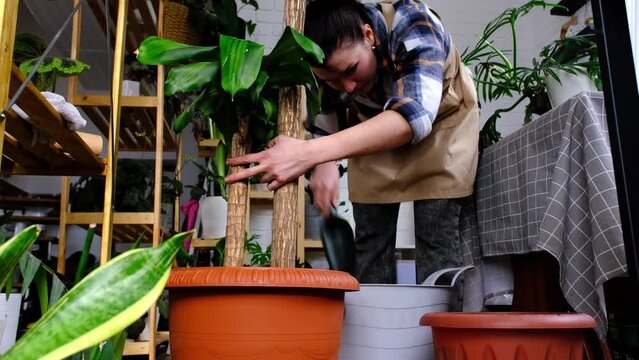 Repotting home large plant dracaena into new pot big basket, roots came out of pot through the bottom. Woman in an apron caring for a potted plant, yucca tree trunk, palm tree