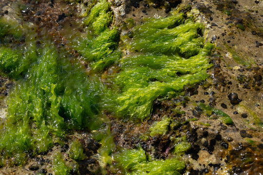 Laniakea Beach, North Shore of Oahu Hawaii. Ulva lactuca, also known by the common name sea lettuce,is an edible green alga in the family Ulvaceae. The green sea turtle (Chelonia mydas

