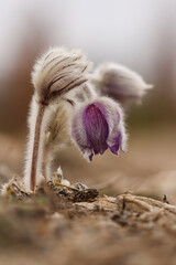 Pasque Flower Pulsatilla slavjankae in the begging of flowering