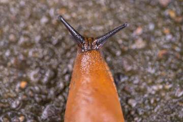 close-up of a Spanish snail (Arion vulgaris) outdoors