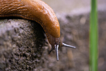 close-up of a Spanish snail (Arion vulgaris) outdoors