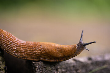 close-up of a Spanish snail (Arion vulgaris) outdoors