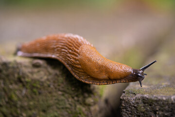 close-up of a Spanish snail (Arion vulgaris) outdoors