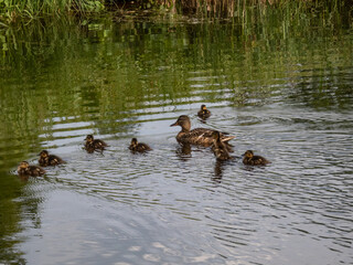 Small ducklings of mallard or wild duck (Anas platyrhynchos) swimming in water next to mother duck