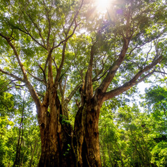 Big tree in sunny day generative AI