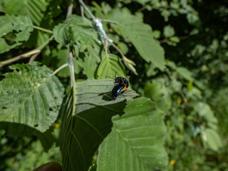 Pregnant female and a male of the Alder leaf beetle (agelastica alni) demonstrating mating behaviour - black and metallic blue in colour on a green leaf